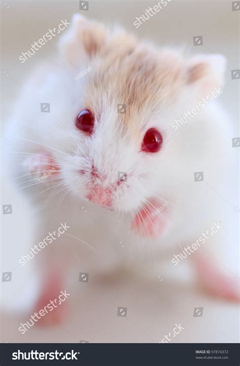 Hamsters with Red Eyes .